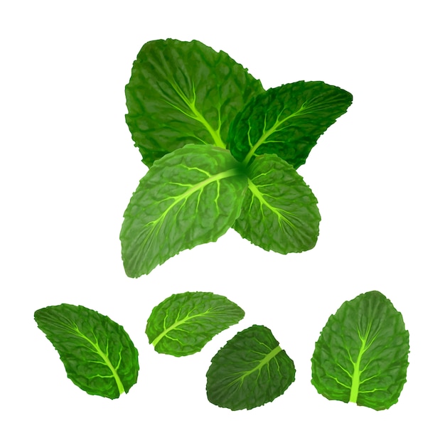 Vector conjunto de plantas de hierbas de especias de frescura de hoja de menta