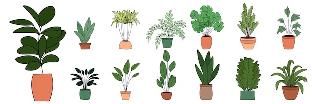 Conjunto de plantas de interior contorno coloreado Planta de interior dibujada a mano Ilustración vectorial