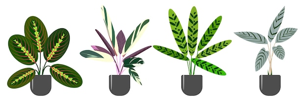 Conjunto de plantas de interior decorativas y caducas del género Marantaceae Maranta stromanta ctenanthe calathea Ilustración vectorial de tendencia aislada sobre fondo blanco