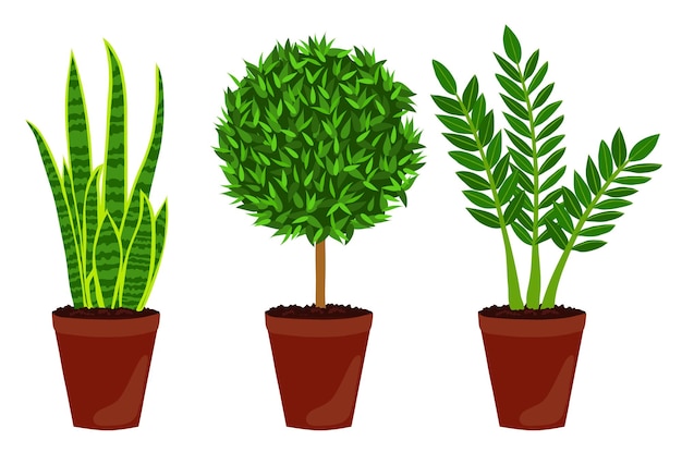 Conjunto de plantas de interior. planta ZZ. Mirto. Planta de serpiente. aislado sobre fondo blanco