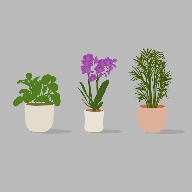 Vector conjunto de plantas en macetas vectoriales dibujadas a mano sobre fondo gris