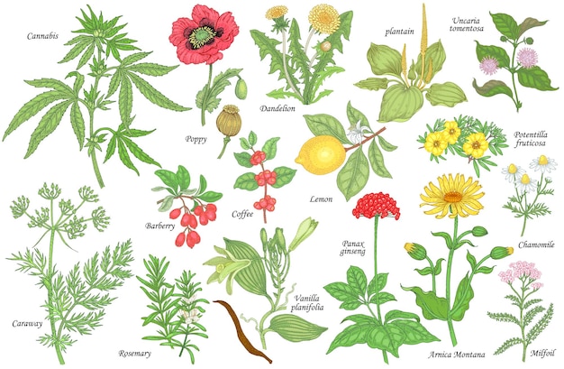 Vector conjunto de plantas medicinales