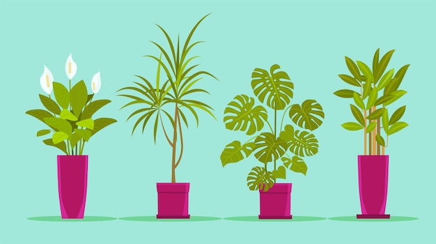 Vector conjunto de plantas de oficina en macetas. ilustración de estilo plano de vector