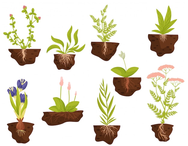 Conjunto de plantas con raíces en el suelo. ilustración.