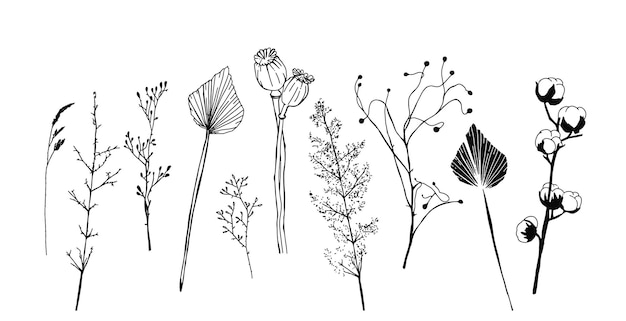 Vector conjunto de plantas secas minimalistas flores y hojas elementos vectoriales escandinavos del interior