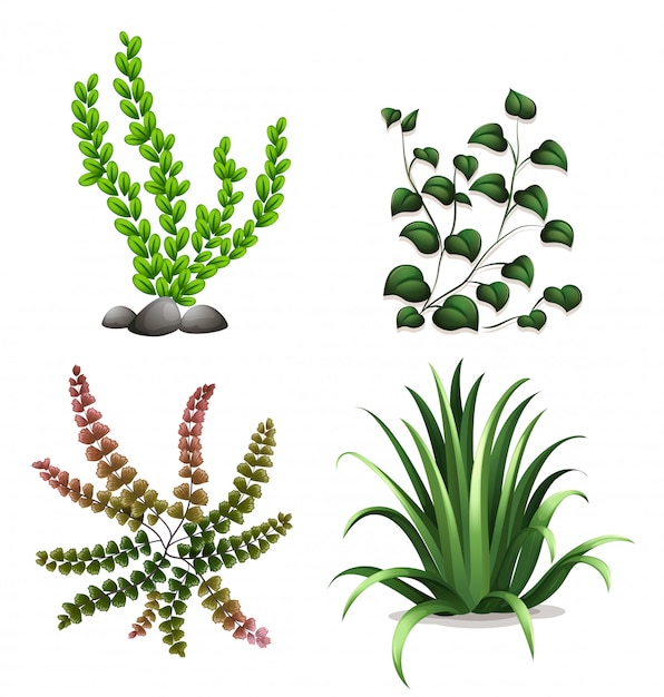 Vector un conjunto de plantas sobre fondo blanco