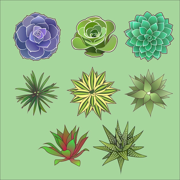 Vector conjunto de plantas suculentas