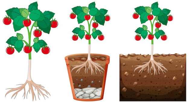 Conjunto de plantas de tomate