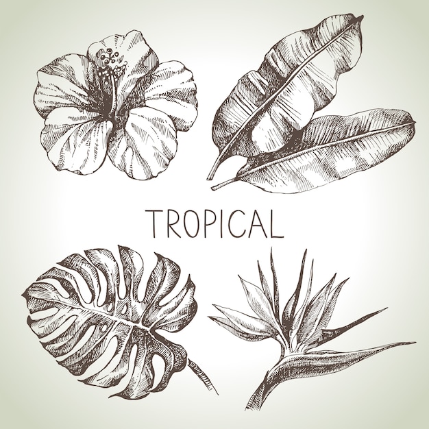 Conjunto de plantas tropicales de croquis dibujado a mano. ilustración