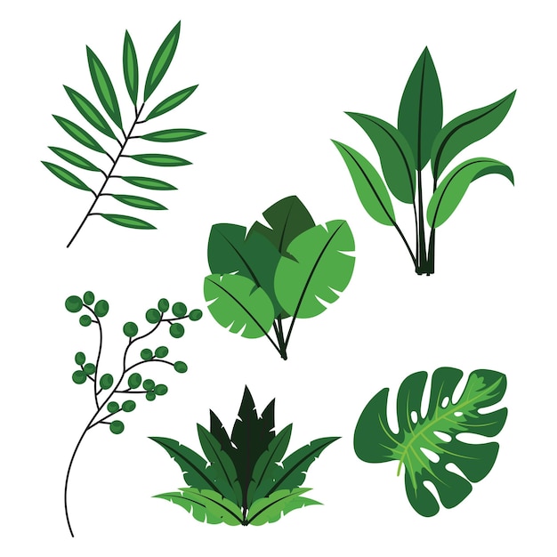 Vector un conjunto de plantas tropicales con hojas sobre un fondo blanco.