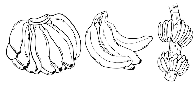 Conjunto de plátanos dibujado a mano con un contorno y un grupo de variedades de frutas tropicales con un racimo de cáscara en la rama