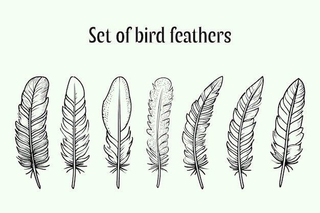 Conjunto de plumas de pájaro Ilustración dibujada a mano convertida en vector Plumas de pájaro Siluetas negras