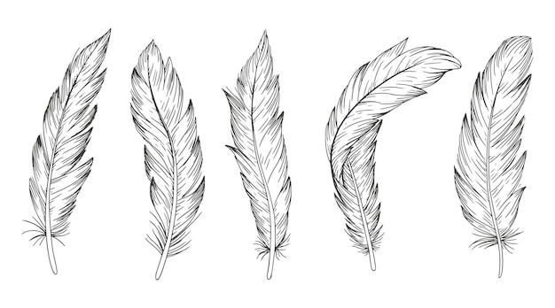 Vector un conjunto de plumas sobre un fondo blanco.