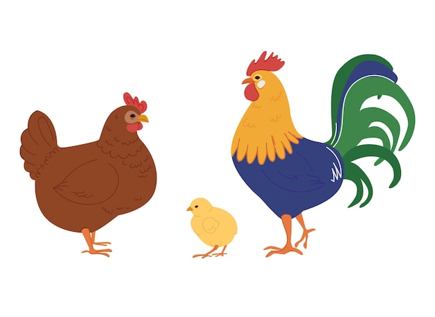 Conjunto de pollo, gallo. Ilustración de vector plano aislado sobre fondo blanco