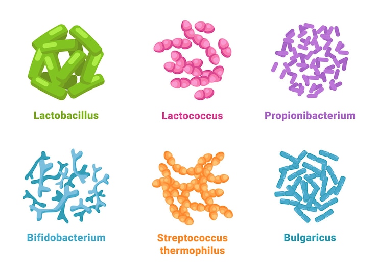Vector conjunto de probióticos lactobacillus lactococcus propionibacterium bifidobacterium streptococcus