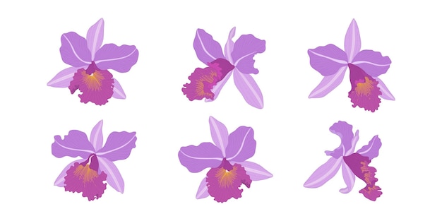 Vector conjunto, de, púrpura, orquídea, florecer, flores, ilustración