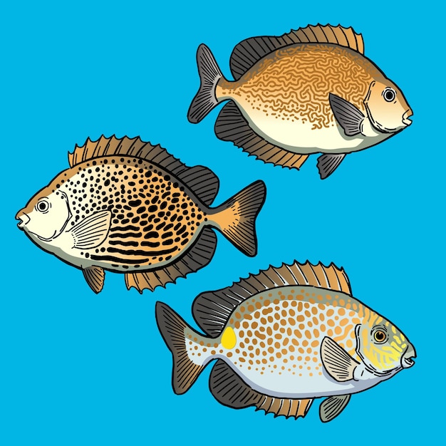 Conjunto de Rabbitfish para colecciones de vectores