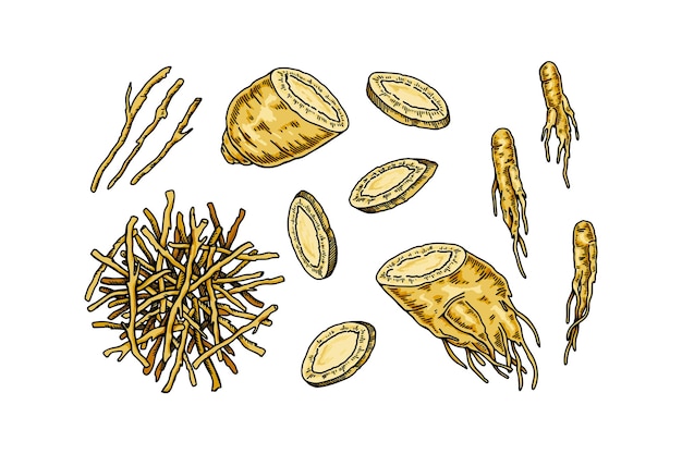 Conjunto de raíces de ginseng salvaje dibujadas a mano aisladas sobre fondo blanco