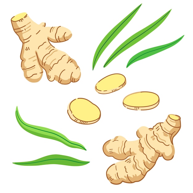 Conjunto de raíces de jengibre rebanadas y hojas Ilustración vectorial