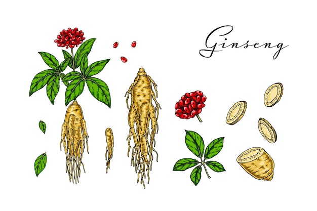 Conjunto de raíz de ginseng silvestre dibujada a mano con hojas y bayas aisladas sobre fondo blanco