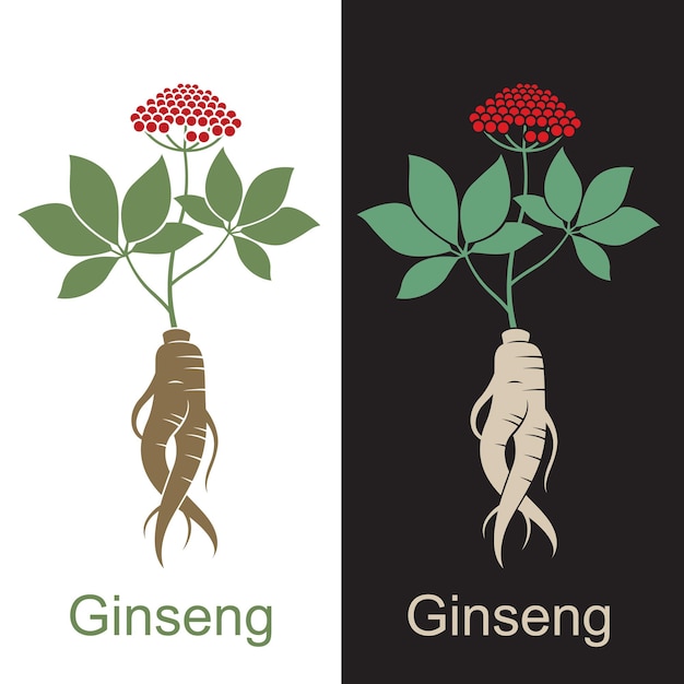 conjunto de raíz de ginseng