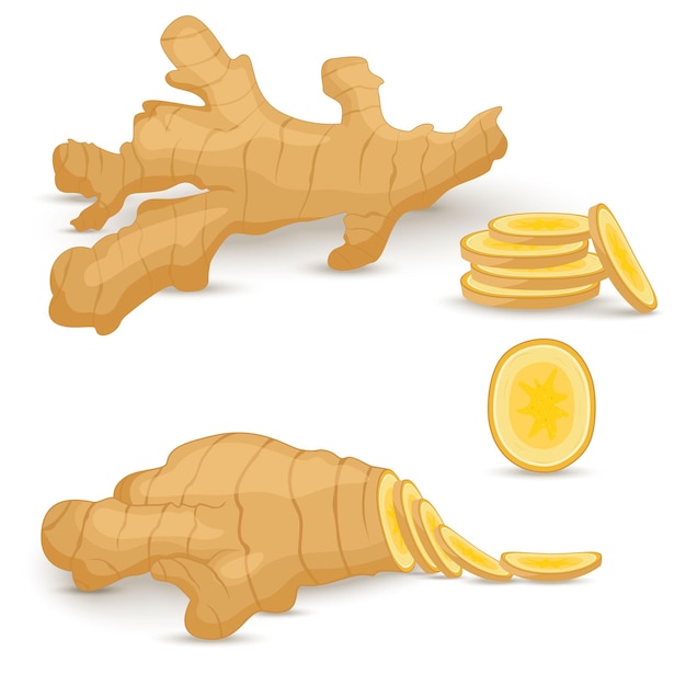 Conjunto de raíz de jengibre fresco sobre fondo blanco. Iconos vectoriales de comida vegana en un estilo de dibujos animados de moda. Concepto de comida sana para el diseño.