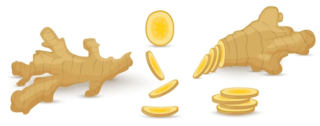 Conjunto de raíz de jengibre fresco sobre fondo blanco. Iconos vectoriales de comida vegana en un estilo de dibujos animados de moda. Concepto de comida sana para el diseño.