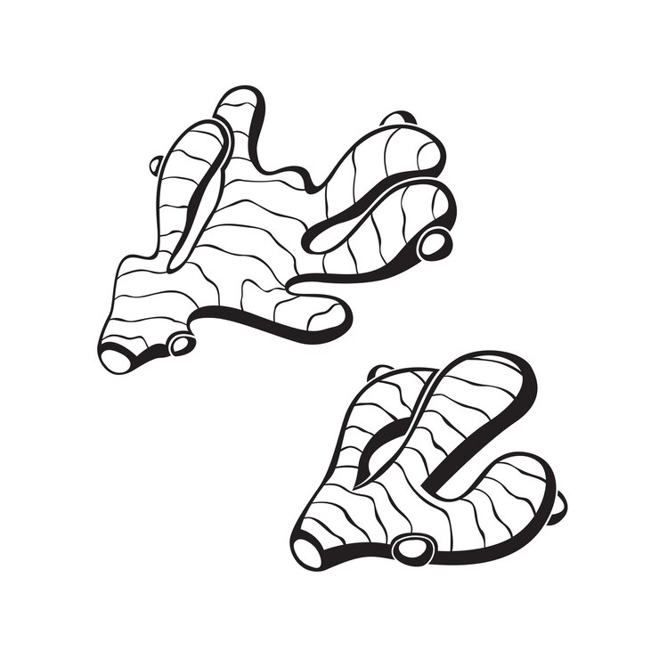 Vector conjunto de raíz de jengibre