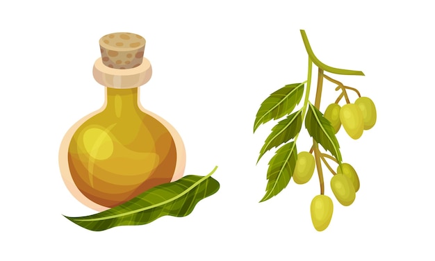 Conjunto de rama de olivo verde y botella de aceite Ilustración vectorial de una dieta saludable de productos orgánicos