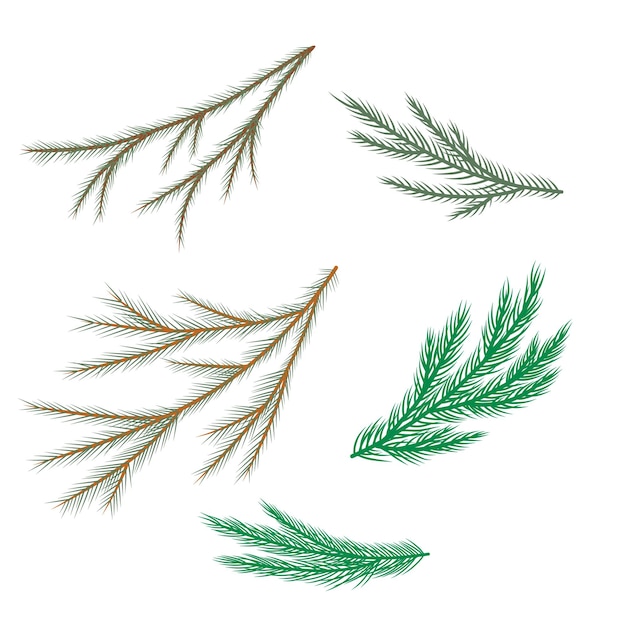 Un conjunto de ramas de abeto. Árbol de Navidad. Árbol de pieles, pino. Decoración navideña, ramo. Vector.