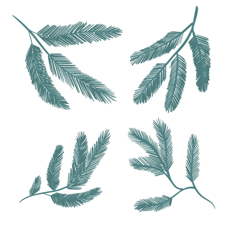 Vector conjunto de ramas de abeto elementos navideños minimalistas botánicos simples dibujados a mano de pino