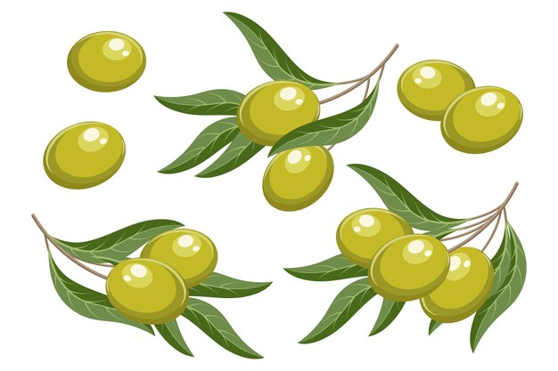 Conjunto de ramas con aceitunas verdes y hojas Ilustración de elementos decorativos vector