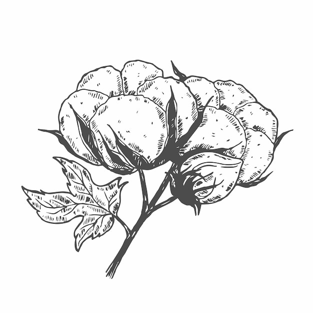 Conjunto de ramas de algodón dibujadas a mano por vector 100 brotes de flores de algodó ecológicos en grabado vintage