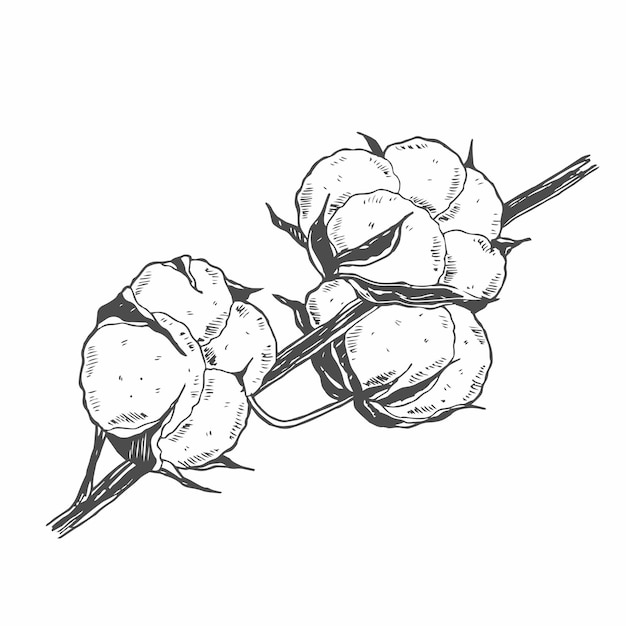 Conjunto de ramas de algodón dibujadas a mano por vector 100 brotes de flores de algodó ecológicos en grabado vintage