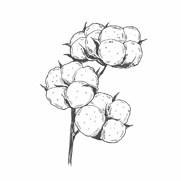 Conjunto de ramas de algodón dibujadas a mano por vector 100 brotes de flores de algodó ecológicos en grabado vintage