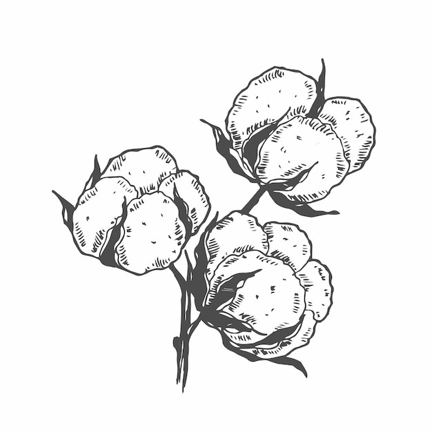 Conjunto de ramas de algodón dibujadas a mano por vector 100 brotes de flores de algodó ecológicos en grabado vintage