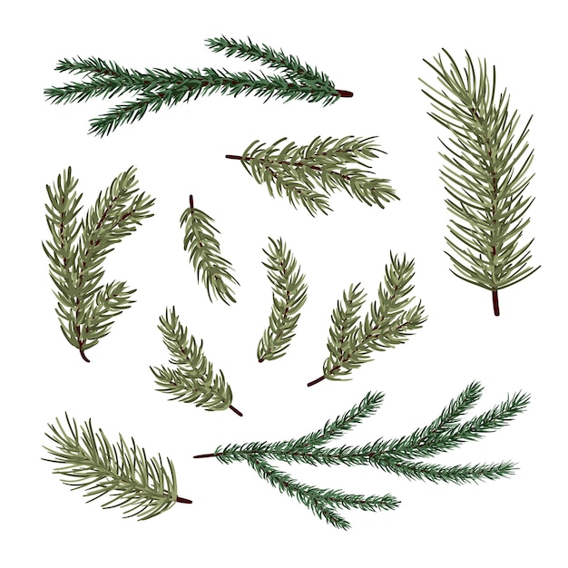 Conjunto de ramas de coníferas conjunto de ilustración vectorial de pinos, abetos, cedros, alerces, abetos, ramas de árboles, naturaleza de invierno