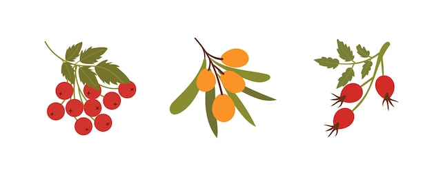 Conjunto de ramas de espino rojo, rosebud, vector de hojas con íconos de bayas silvestres
