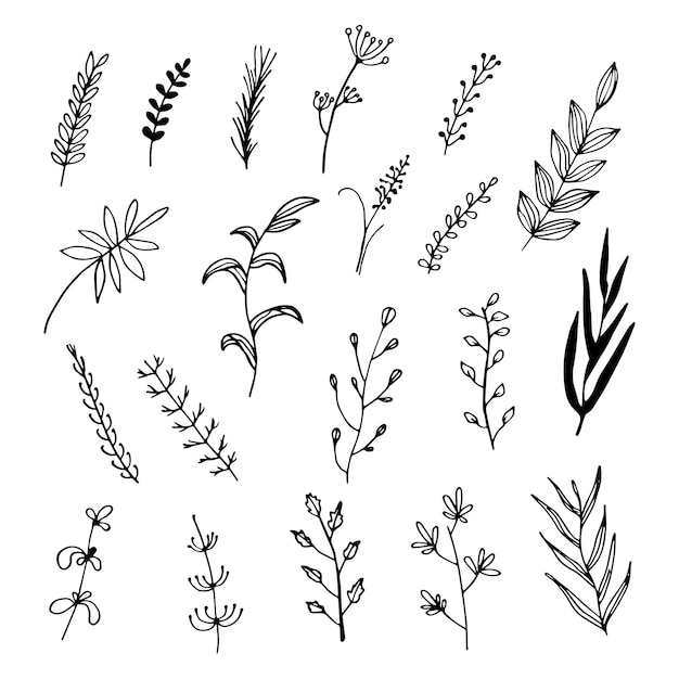 Conjunto de ramas en estilo doodle Ramas vectoriales de plantas