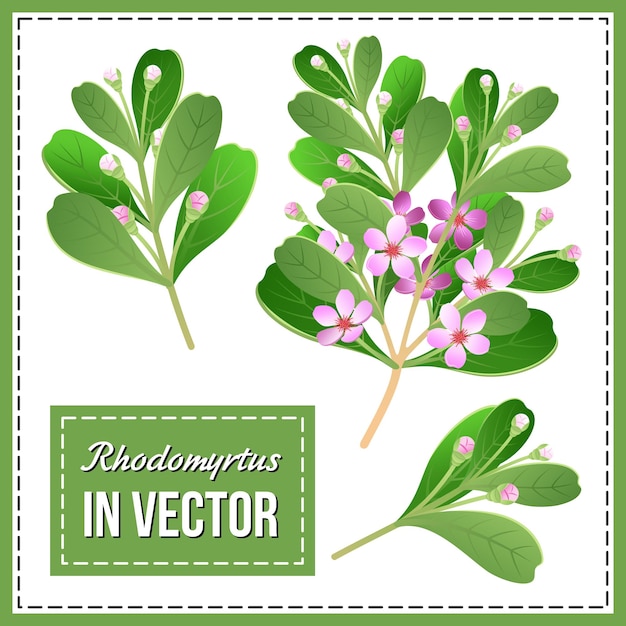 CONJUNTO DE RAMAS FLORECIENTES DE CEREZO EN UN VECTOR
