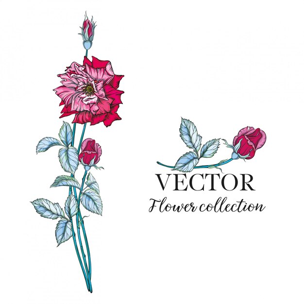 Conjunto de ramas de flores.