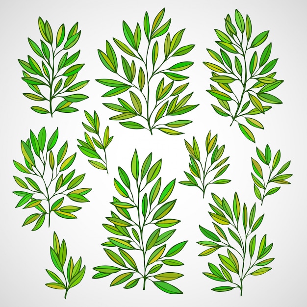 Conjunto de ramas con hojas verdes.