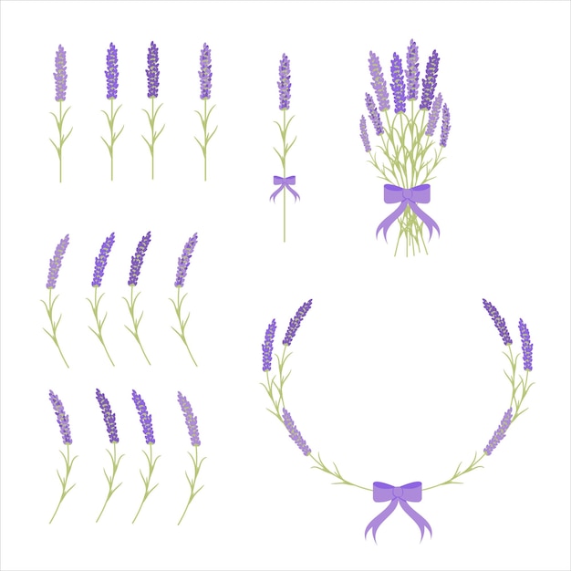 Vector conjunto ramas lavanda ramo lavanda marco lavanda