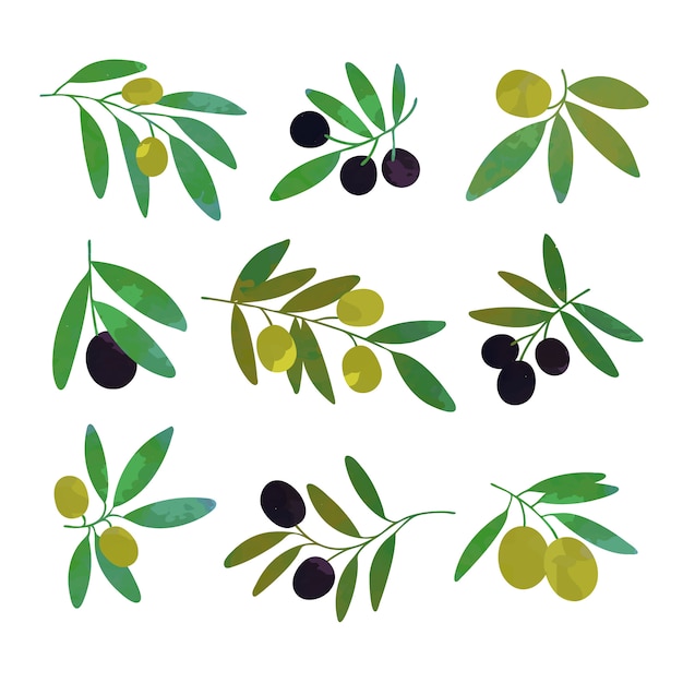 Vector conjunto de ramas de olivo de coloridas ilustraciones