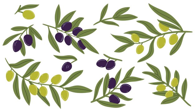 Conjunto de ramas de olivo y hojas de árbol Frutas de oliva modernas