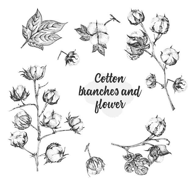Conjunto de ramitas de flores y hojas de una planta de algodón Boceto dibujado a mano Ilustración botánica Estilo de grabado Ilustración en blanco y negro