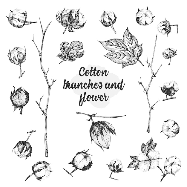 Conjunto de ramitas de flores y hojas de una planta de algodón Boceto dibujado a mano Ilustración botánica Estilo de grabado Ilustración en blanco y negro