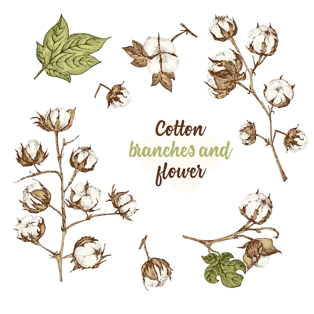 Conjunto de ramitas flores y hojas de planta de algodón Boceto dibujado a mano Ilustración botánica Estilo de grabado Ilustración de color plano