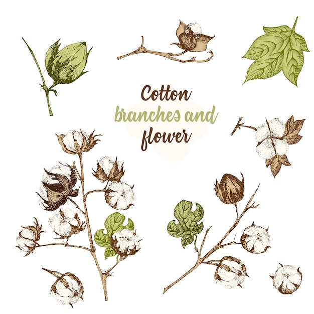 Conjunto de ramitas flores y hojas de planta de algodón Boceto dibujado a mano Ilustración botánica Estilo de grabado Ilustración de color plano