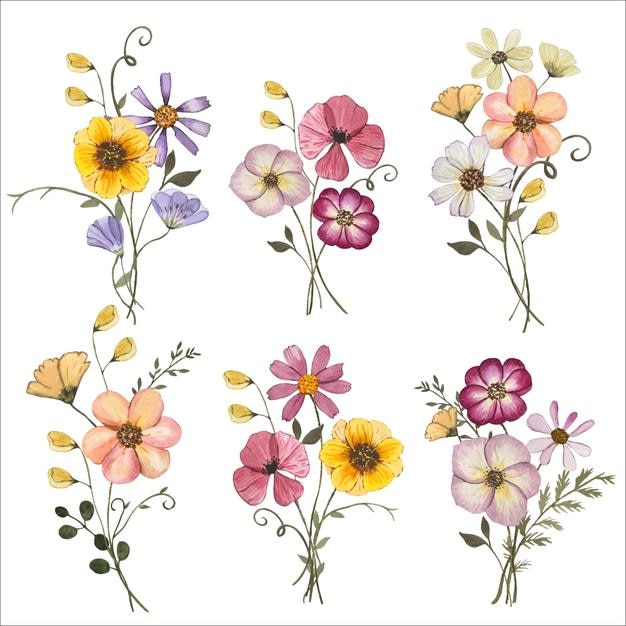 Conjunto con ramos de flores secas prensadas Ilustración en acuarela